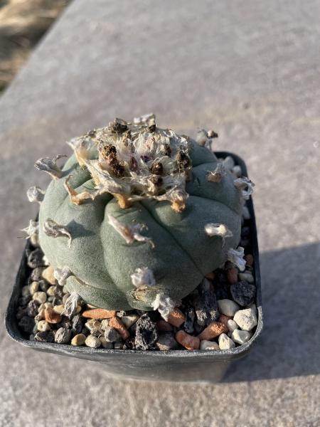 Lophophora koehresii